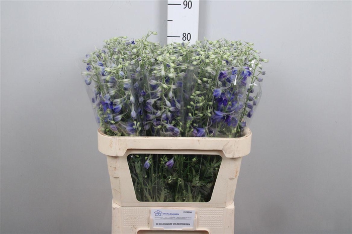 <h4>Delph En Volkerfrieden</h4>