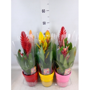 Vriesea   ...mix 6