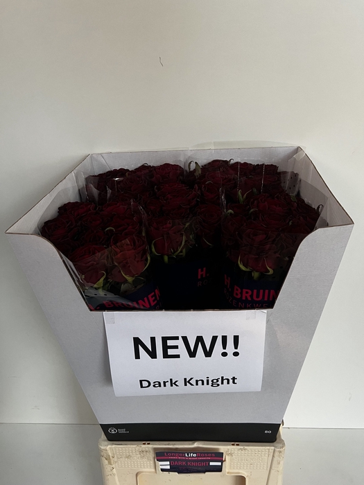 <h4>R GR DARK KNIGHT</h4>