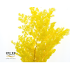 Dried Bleached Asparagus Retrofractus Yellow