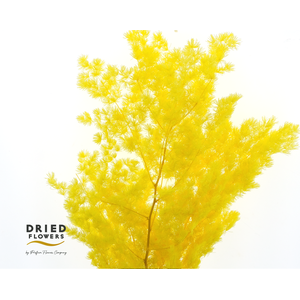 Dried Bleached Asparagus Retrofractus Yellow