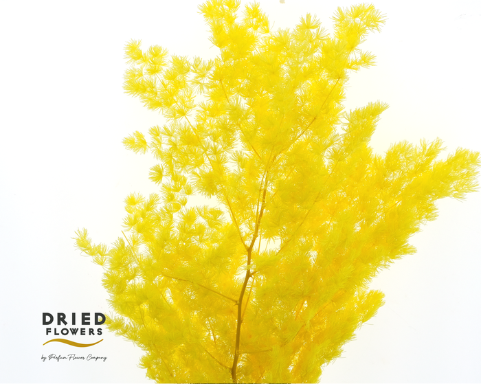 <h4>Dried Bleached Asparagus Retrofractus Yellow</h4>