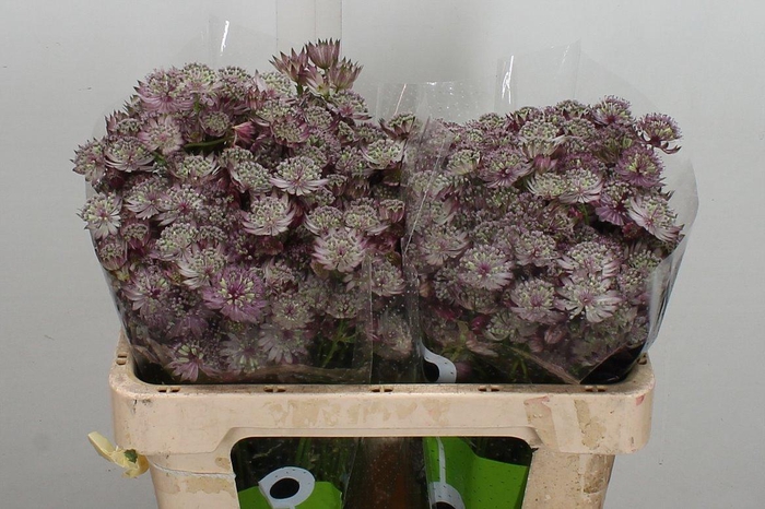 <h4>Astr Star Of Africa 50cm</h4>