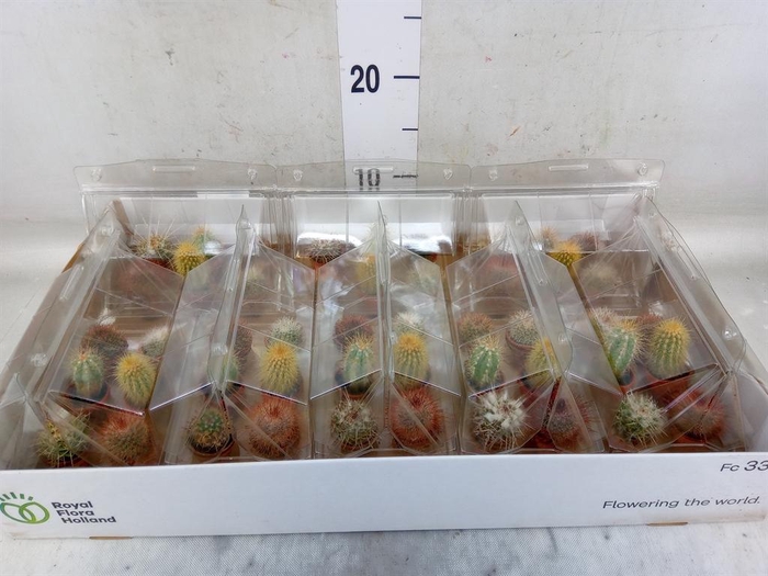 <h4>Cactus   ...mix</h4>