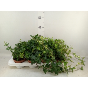 Hedera helix   ...mix 3