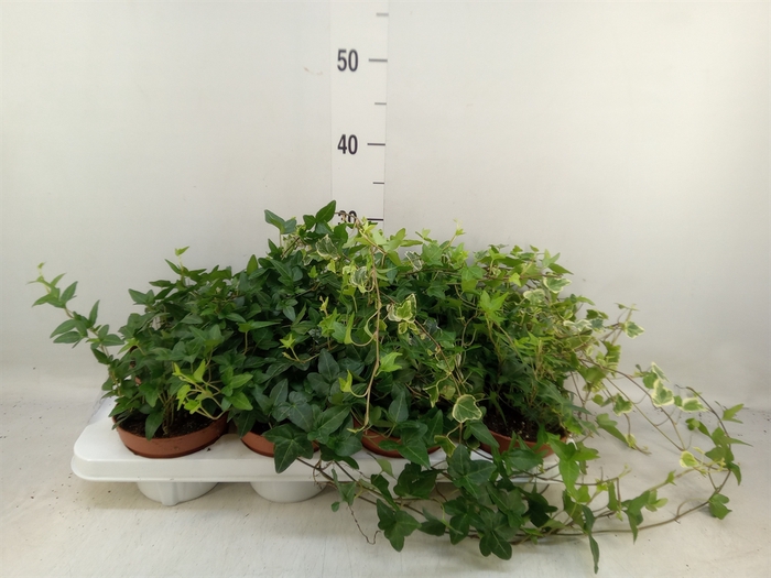 <h4>Hedera helix   ...mix 3</h4>