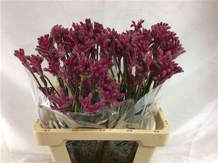 <h4>Anigoz Mini Pearl Pink 60cm</h4>