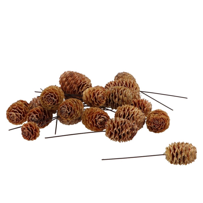 <h4>Pick Nature Plug Sabulosum P/100</h4>