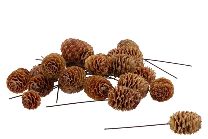 Pick Nature Plug Sabulosum P/100