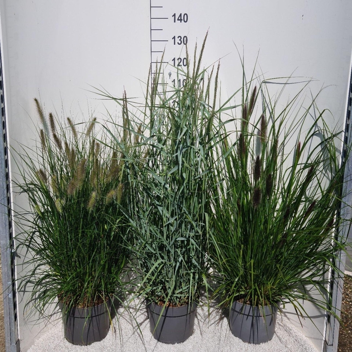 <h4>Siergrassen Mix</h4>