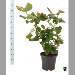 GROENE PL OV