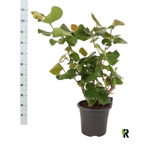 GROENE PL OV