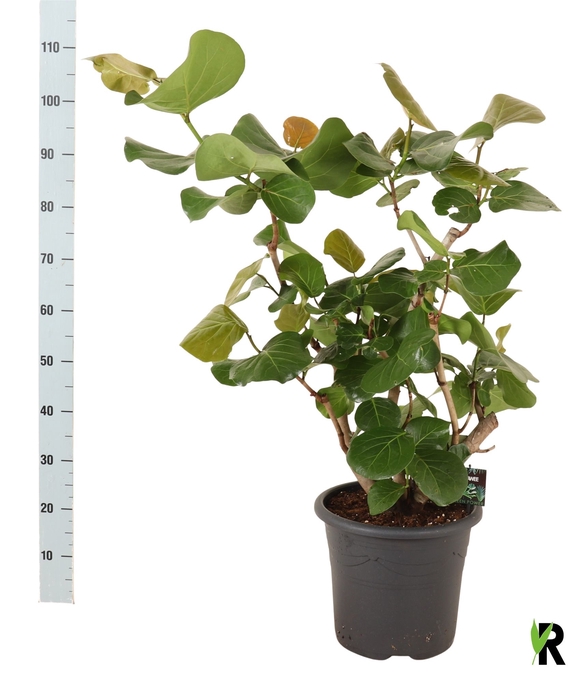 <h4>GROENE PL OV</h4>