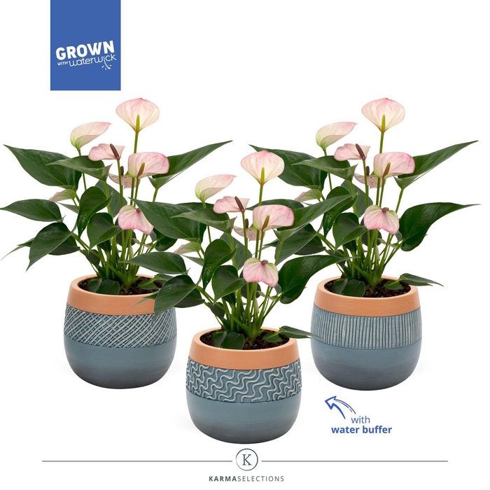 <h4>Anthurium - Karma Lipa Pink | Sierpot | Veenvrij</h4>