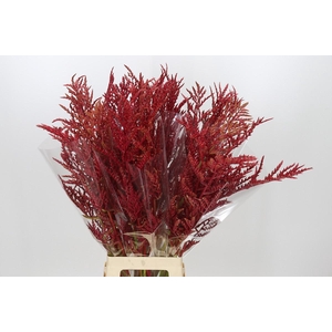 Bromelia Red Paloma
