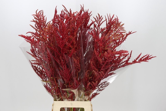 <h4>Bromelia Red Paloma</h4>