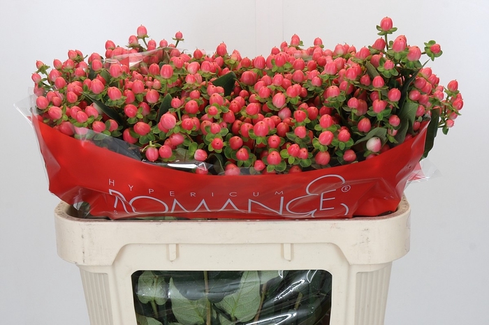 <h4>HYP SWEET ROMANCE</h4>