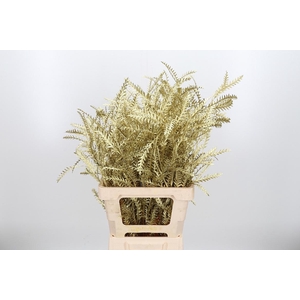 Grevilea Ivanhoe Kl Bh Goud