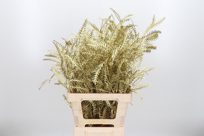 <h4>Grevilea Ivanhoe Kl Bh Goud</h4>