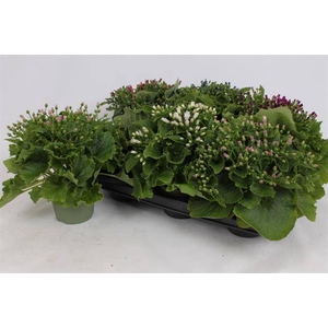 Cineraria mix 13Ø 30cm