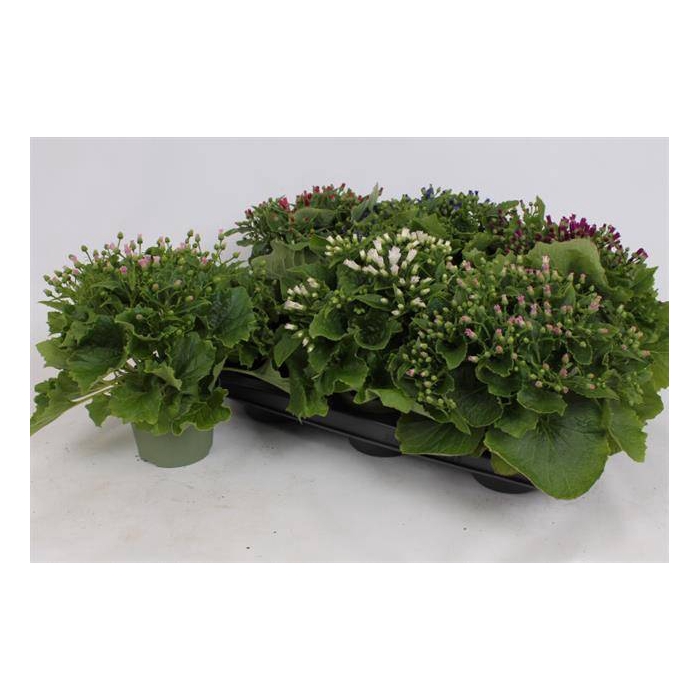 <h4>Cineraria mix 13Ø 30cm</h4>
