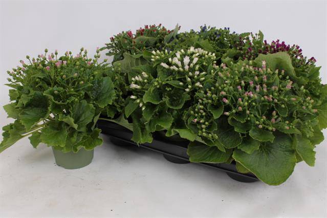 Cineraria mix 13Ø 30cm