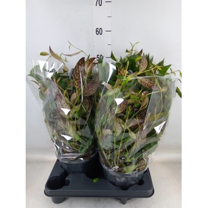 Aeschynanthus marmoratus