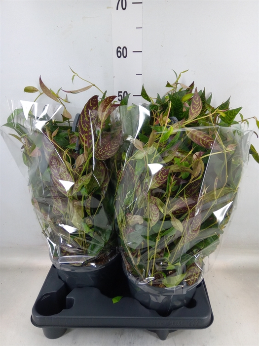 <h4>Aeschynanthus marmoratus</h4>