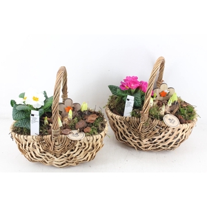 arr4 Primula PL - Hengselmand 285/4