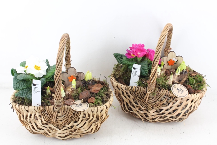 <h4>arr4 Primula PL - Hengselmand 285/4</h4>