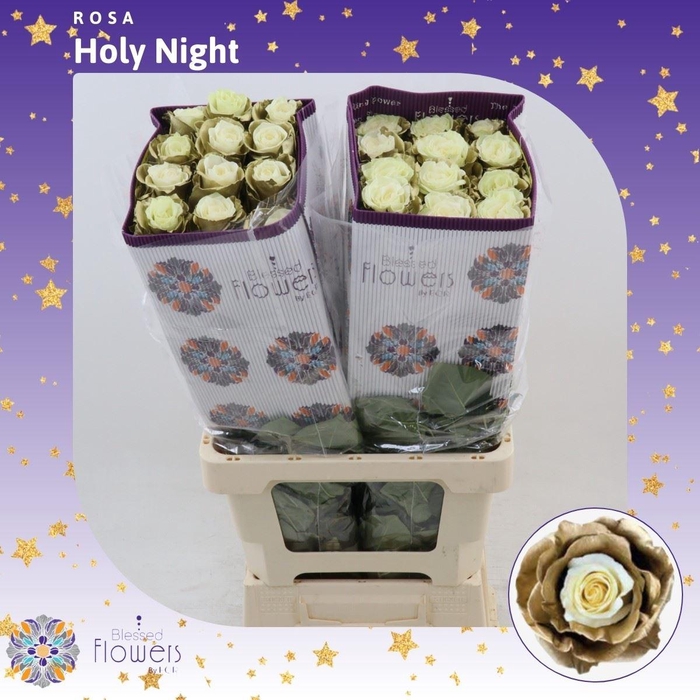 <h4>Rosa gr Colored Holy Night</h4>
