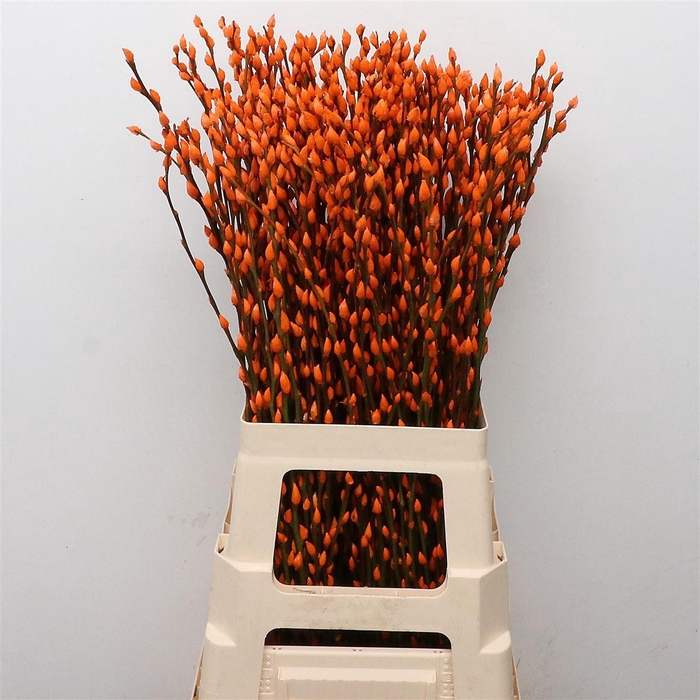 <h4>Salix Snow Flake Klb Orange</h4>