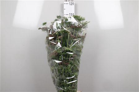 <h4>Daucus Carota Dara</h4>
