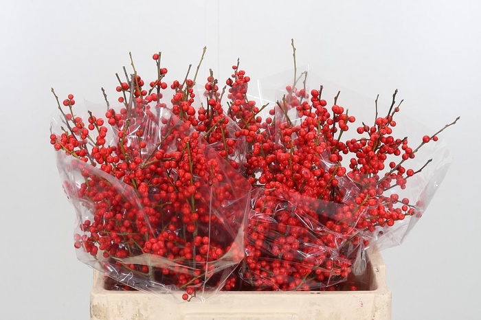 <h4>Ilex Ve Rode Bes</h4>