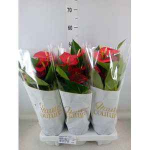 Anthurium andr. 'Esudo'