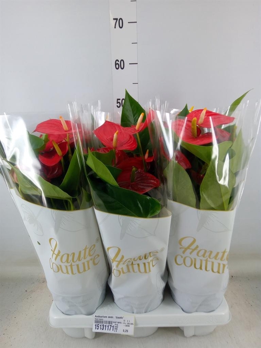 <h4>Anthurium andr. 'Esudo'</h4>