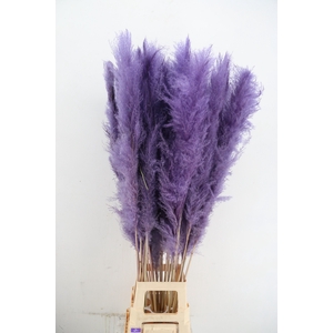 DF Pampas 130cm Milka