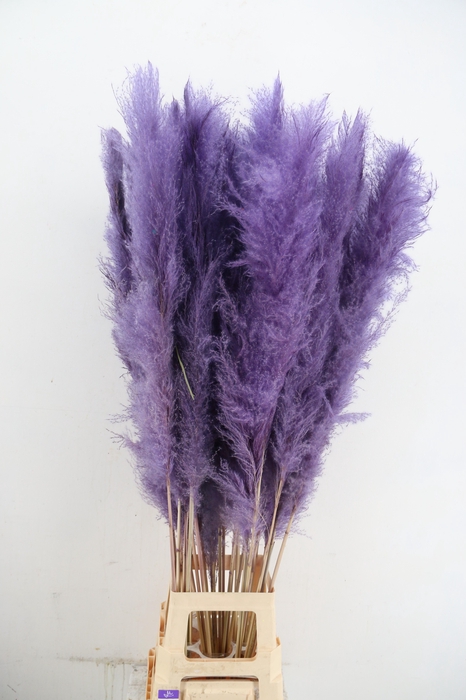 <h4>DF Pampas 130cm Milka</h4>