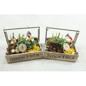 3021 TETE + KIP  BOLLENKIST