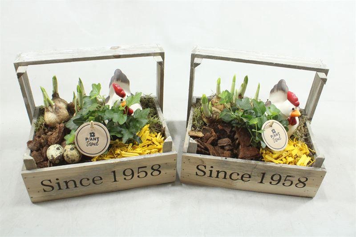 <h4>0798 KIP +TETE BOLLENKIST</h4>