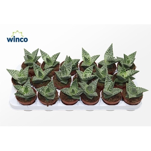 Aloe Variegata Compacta