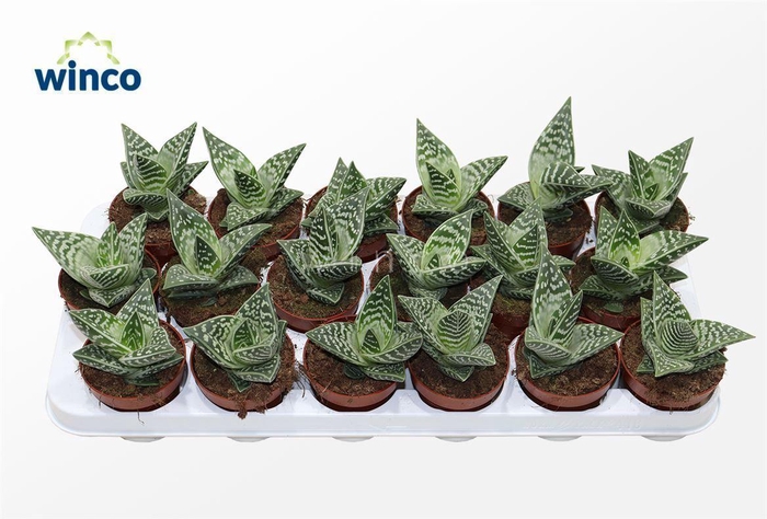 <h4>Aloe Variegata Compacta</h4>