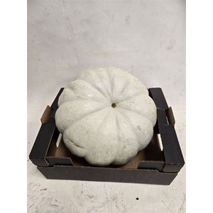 Cucurbita Big White
