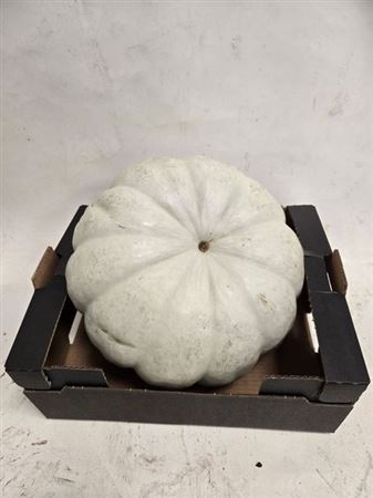 <h4>Cucurbita Big White</h4>