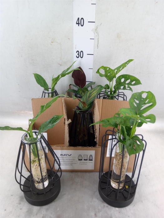 <h4>Planten  ..mix</h4>