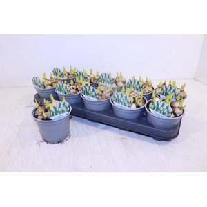 MUSCARI WHITE MAGIC P12