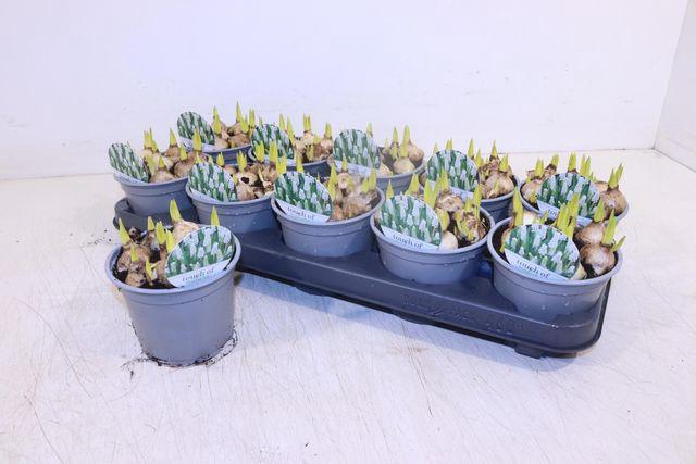 <h4>MUSCARI WHITE MAGIC P12</h4>