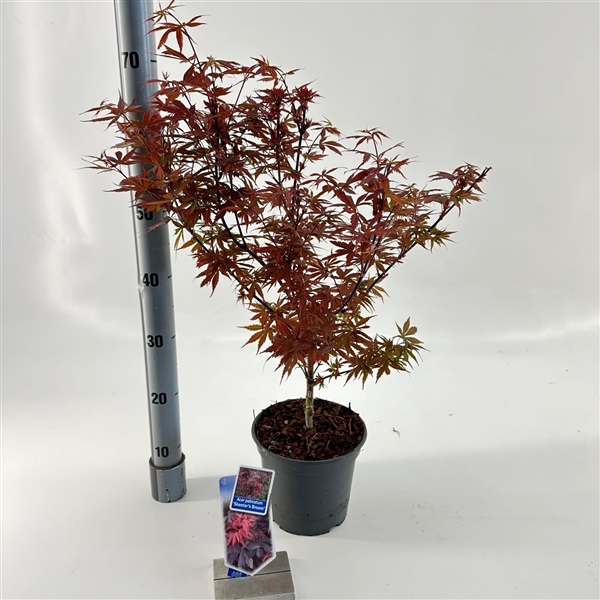 <h4>Acer pal. 'Skeeters Broom'</h4>