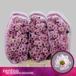 Chr S Rossi Pink