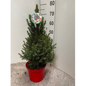 PICEA GL DECEMBER